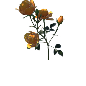 Flower Rose_Bungaria5_1